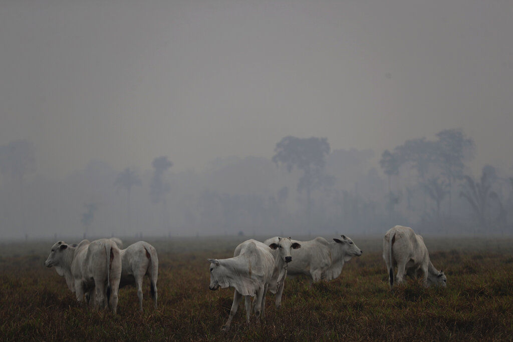 Brazil Amazon Fires